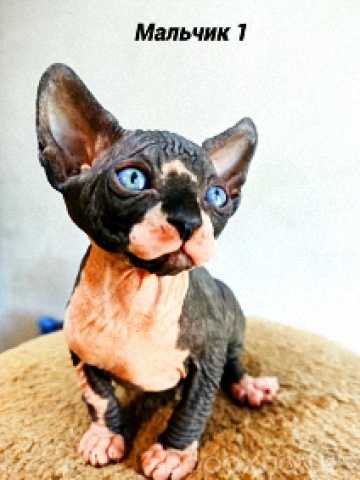 Продам: Канадский сфинкс котёнок