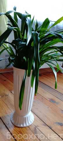 Продам: Хлорофитум