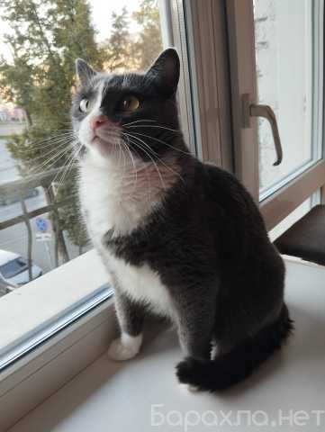 Отдам даром: Кот ищет дом