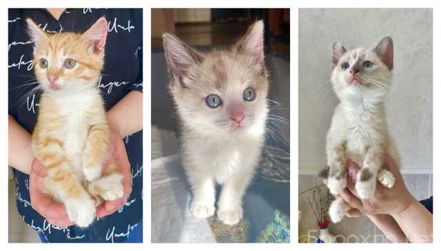 Отдам даром: Бесподобные крохи-котята ищут дом (Подро