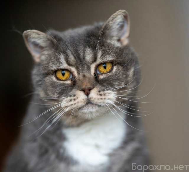 Отдам даром: Очаровательная Бамбина. Кошка в добрые р