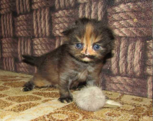 Продам: шотландская кошечка из питомника