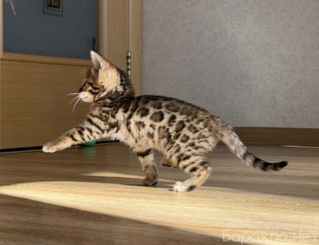 Продам: Котята бенгальской породы