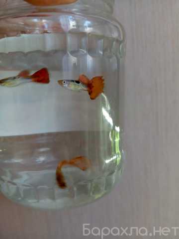 Продам: Гуппи