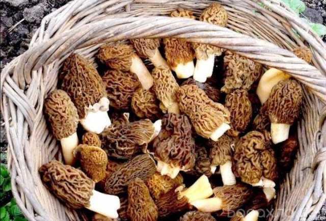 Продам: Грибы Сморчки Свежие