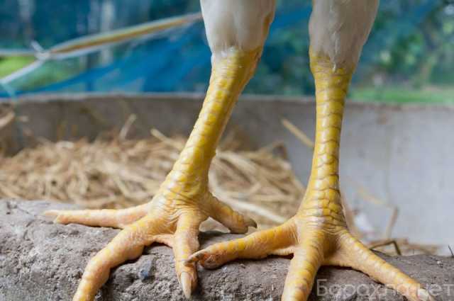 Продам: Лапки куриные категория А размер 35-45 г