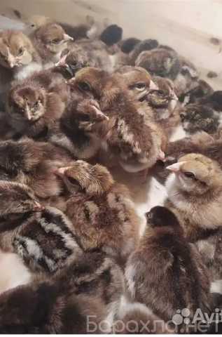 Продам: Цыплята Ливенские ситцевые и Орпингтоны