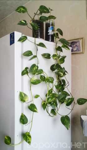 Продам: Сциндапсус золотистый Голден Квин