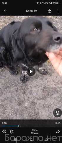 Отдам даром: Собака