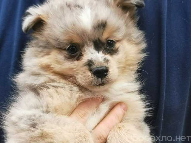 Продам: Щенок шпица померанского