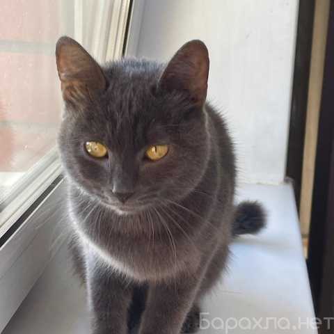 Продам: Котенок 5 месяцев