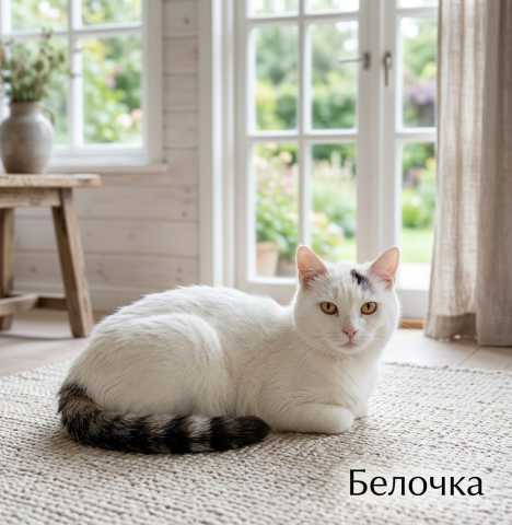 Отдам даром: Кошка Белочка ищет дом