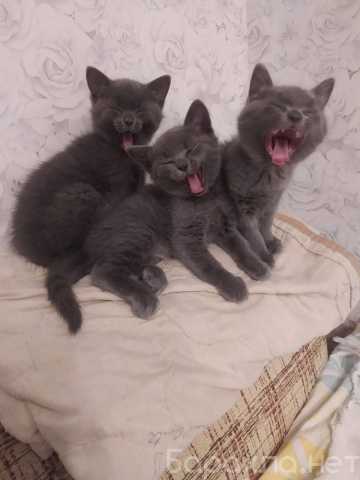 Отдам даром: Котята