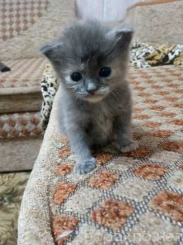 Отдам даром: Котята
