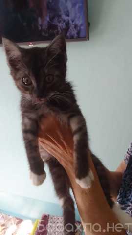 Отдам даром: Котёнок ищет свой дом!