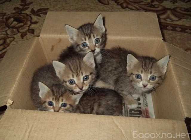 Отдам даром: Котята