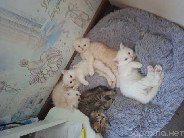 Продам: Котята шотландские длинношерстные