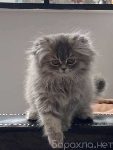 Куплю: Котёнок