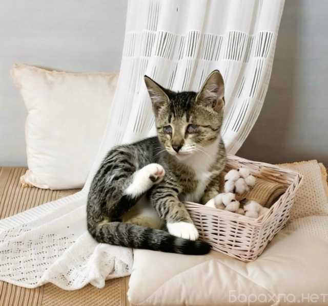 Отдам даром: Слепая кошечка котенок