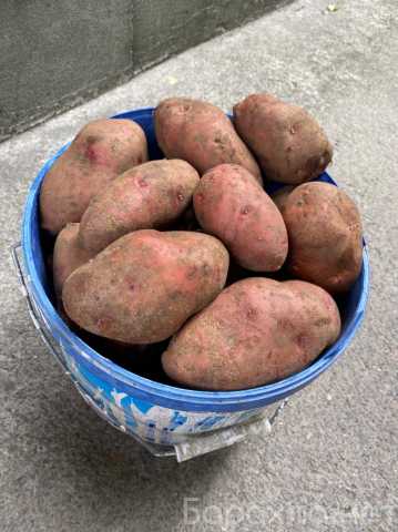 Продам: Картофель и яйца домашние