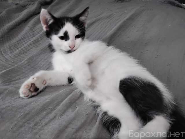 Отдам даром: Котенок