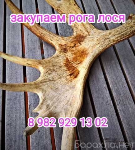 Куплю: Закупаем рога лося