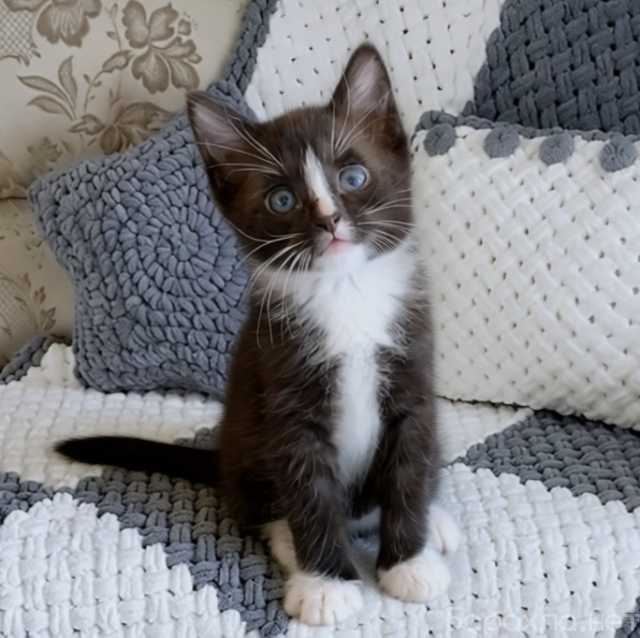 Отдам даром: Котик Маркизик ждет…
