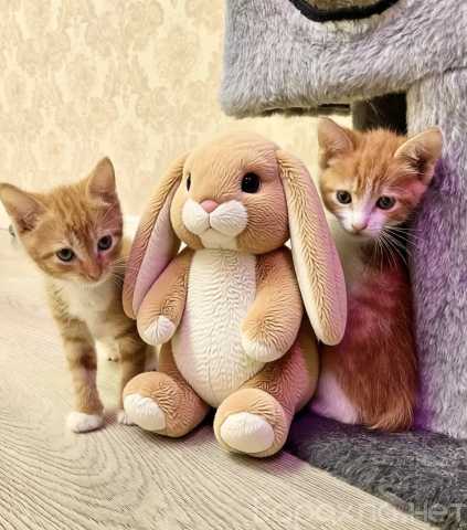 Отдам даром: Котята рыжие, мальчики