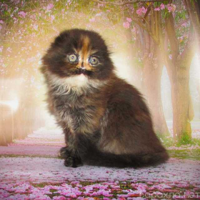 Продам: шотландская кошечка из питомника