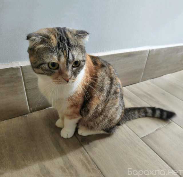 Отдам даром: шотландская кошечка Чуля ищет дом (Подро
