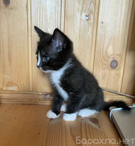 Отдам даром: Котик Маркизик. 1,5 месяца