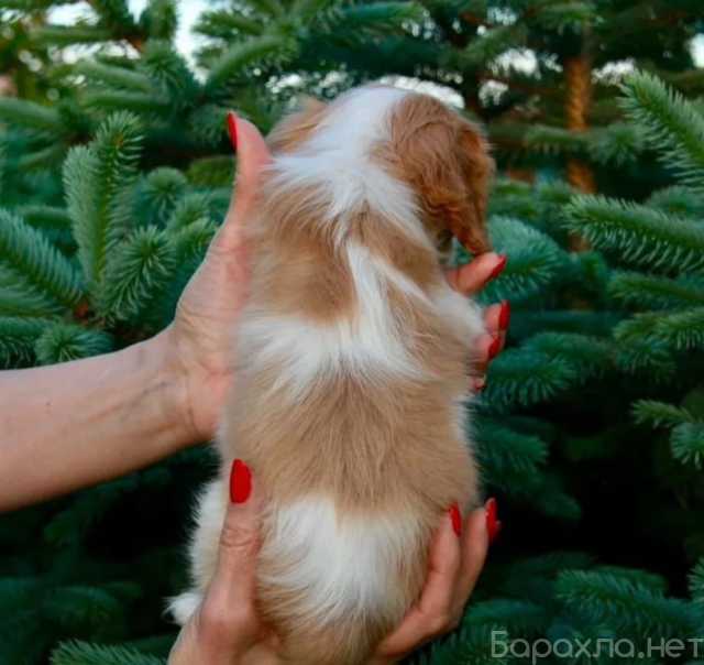 Продам: Щенки Кинг Чарльз Спаниель