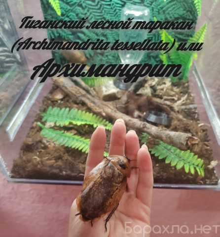 Предложение: Выставка насекомых "INSECTOPIA"
