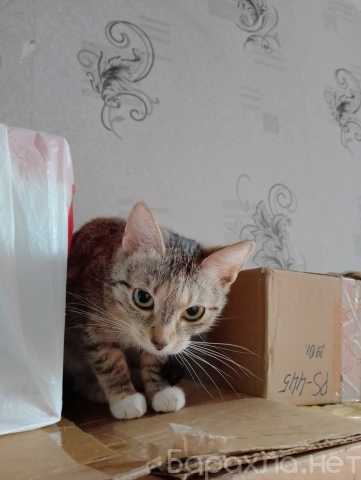 Отдам даром: кошку Даниэллу