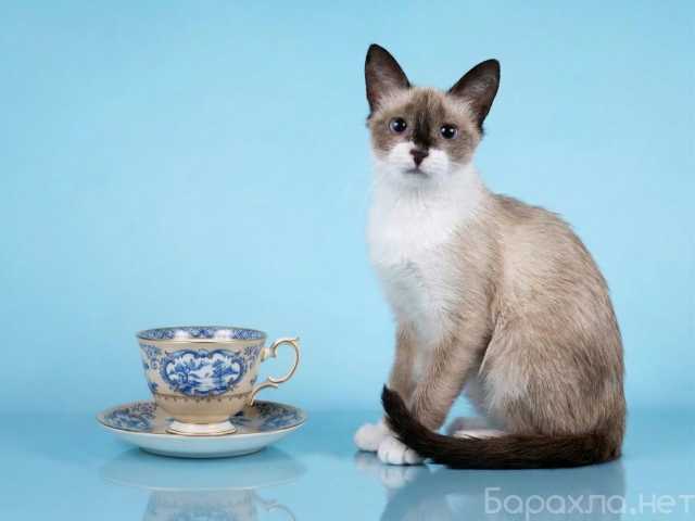 Отдам даром: Юная сиамская кошечка Колокольчик