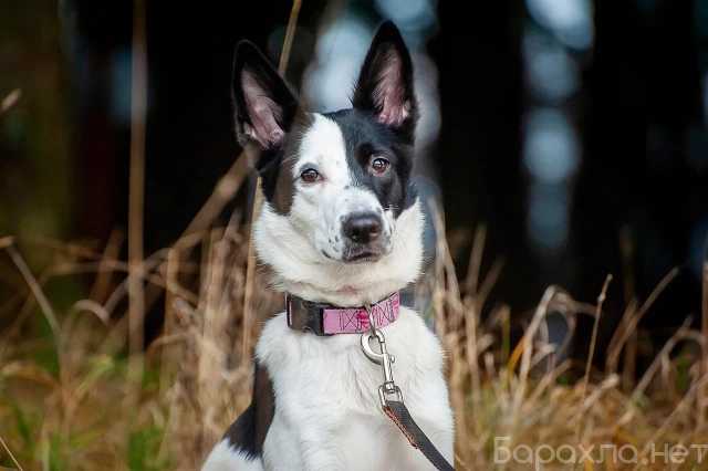 Отдам даром: Ищем дом Нине