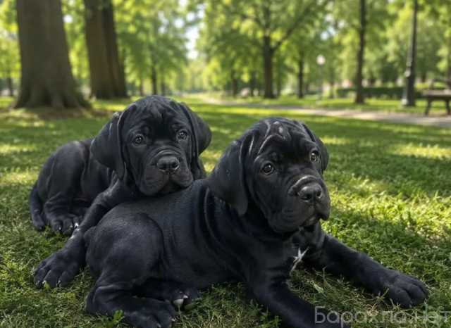 Продам: Щенки Кане Корсо