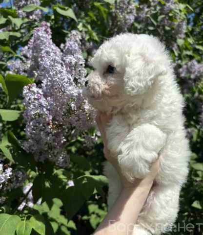 Продам: Щенки Бишон Фризе