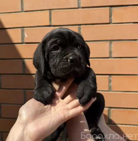 Продам: Кане Корсо щенки