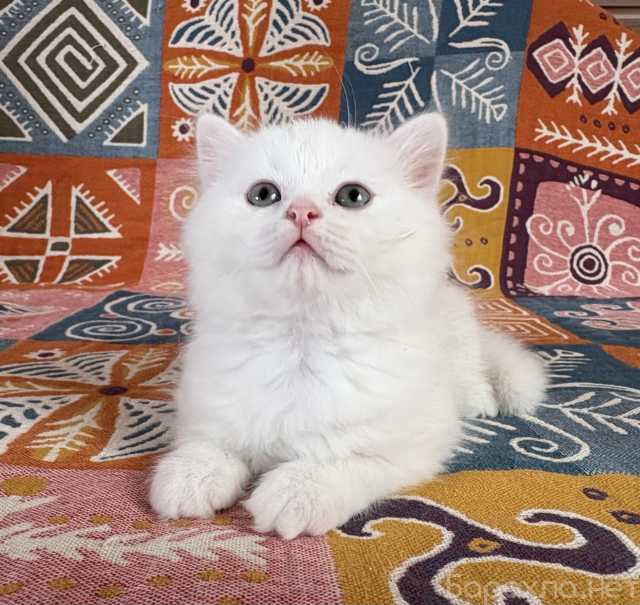 Продам: Британский котенок