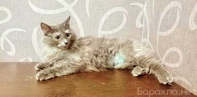 Отдам даром: кошечка срочно ищет дом