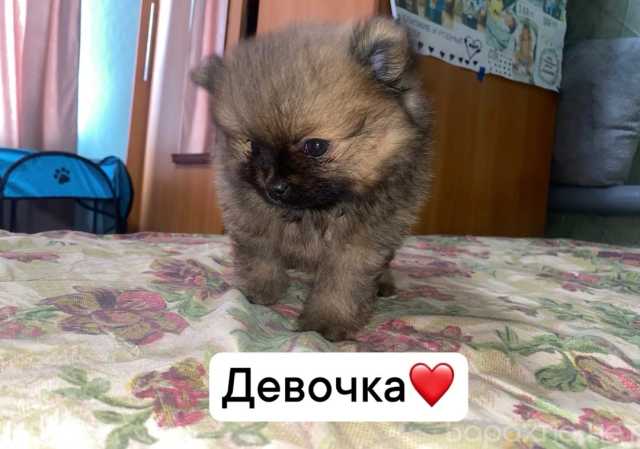 Продам: померанский щенок шпиц
