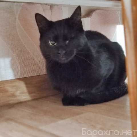 Отдам даром: кошечку Джой