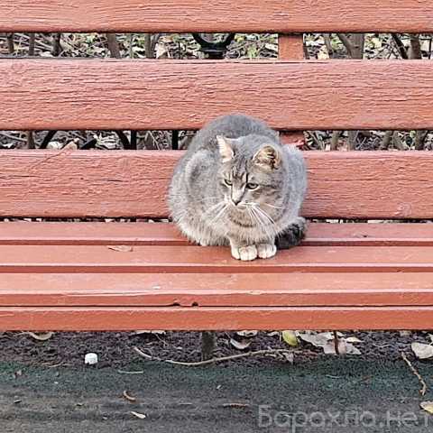 Отдам даром: котика Сережку