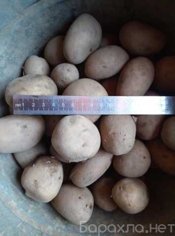 Продам: картофель