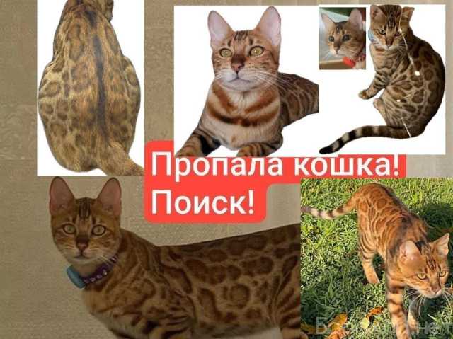 Куплю: Поиск! Бенгальская кошка г. Курганинск