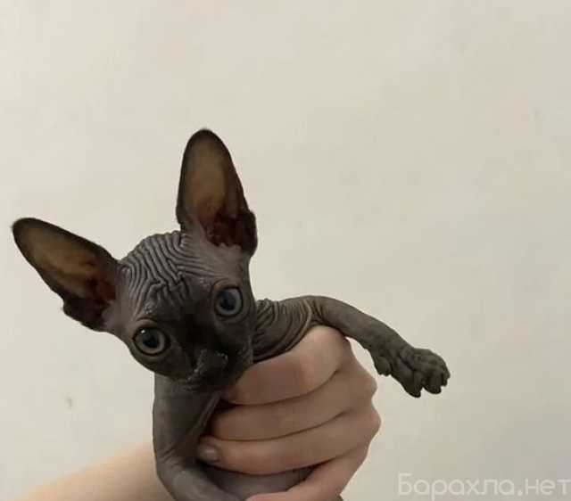 Продам: Канадский сфинкс (TG +7 908 216 8789)