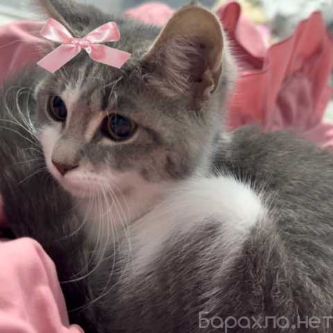 Отдам даром: Котенок