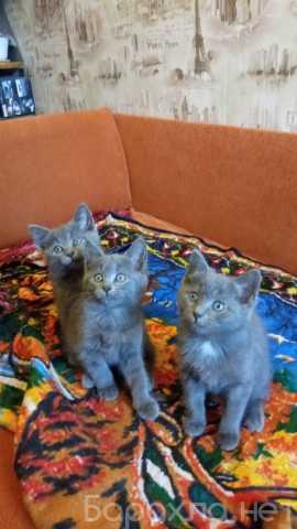 Предложение: Котята
