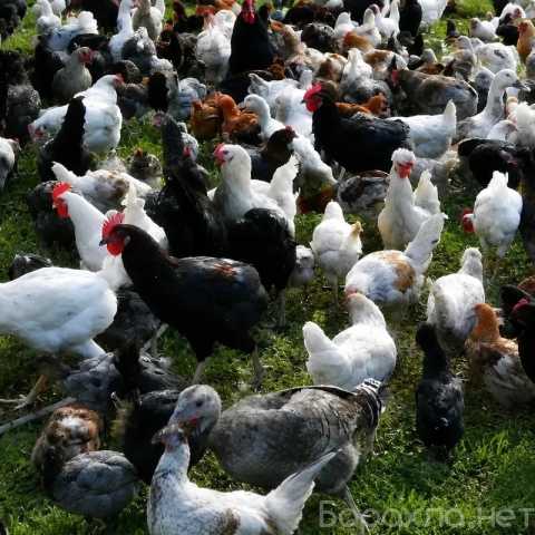 Продам: Куры несушки. Петушки, Утки, Индюки